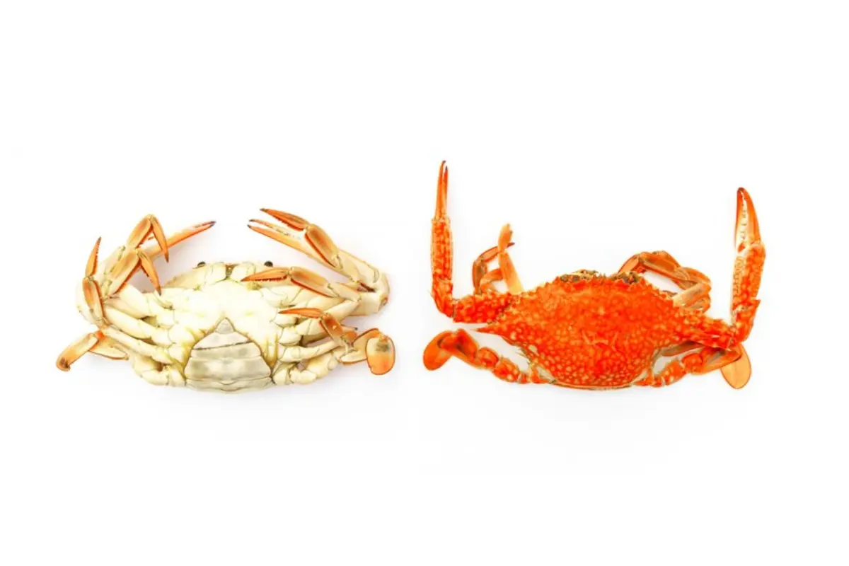 Snow Crab Legs: The Ultimate Guide & Recipes - Yummy Vortex